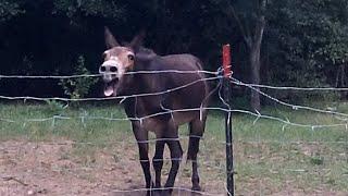 donkey very loud  when upset