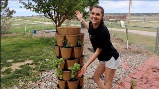 Small Space Gardening | Planting The Back Patio Garden