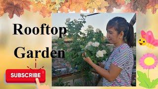 ROOFTOP GARDEN FOR MY MOM