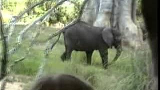 DISNEY WORLD ANIMAL KINGDOM KILAMANJARO SAFARIS Kilamanjaro Safaris 6/1/00