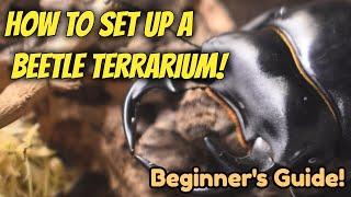 How To Set Up A Beetle Terrarium | Beginner's Guide | Pets