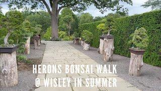 Herons Bonsai Walk @ Wisley In Summer