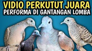 PERKUTUT JUARA DI ARENA LOMBA BURUNG PERKUTUT