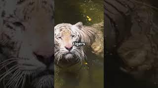 Tigers : the largest wild cats on the planet