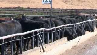 I Am Angus: Role of a Feedyard