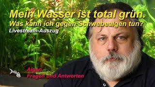 Das Wasser im Aquarium ist grün. Wie werde ich die Schwebealgen wieder los? Algenblüte