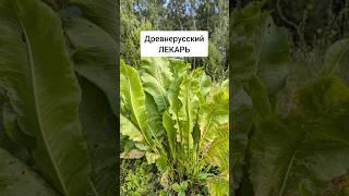 Хрен - древнерусский лекарь #лекарственныетравы #травы #травник #дикоросы