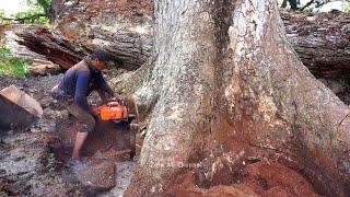 Trembesi tree cutting is very beautiful, almost 2 centuries old