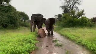 Khanyisa & Timisa stumble in the wet weather as Kumbura shepherds the young elephants across streams