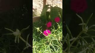 How to hand pollinate portulanics to get new colour||ksorganics||flowers