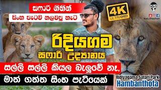 Ridiyagama Safari Park | ලංකාවේ අලුත උපන් සිංහ පැටව්න්ගේ සෙල්ලම් ️| KadThushan | Lion attack.