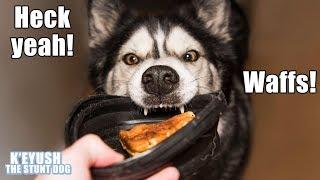 My Dog Throws His Bowl At Me Demanding Waffles! Talking Husky!