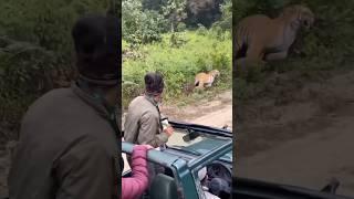 Tiger attack on safari jeep #tigerattack #jimcorbett #tiger