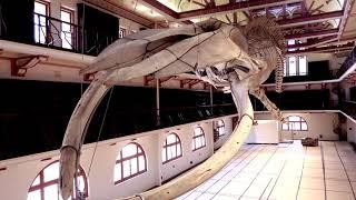 Otto, the New Museum for WA's blue whale skeleton