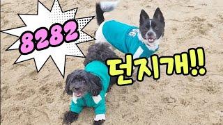 속이 시원해지는 강아지들의 겨울 해변 질주 ️ | Dogs Take Over Yangyang Beach!