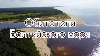 Обитатели Балтийского моря