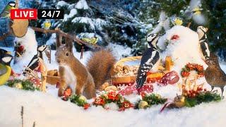 24/7 LIVE Holiday CAT TV NO ADS  SQUIRRELS and BIRDS and Festive Fun with Forest Friends