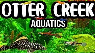 Fish Tanks | Aquariums | Aquatics