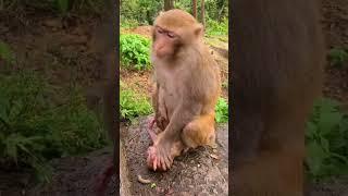 Is The Mother Monkey Weaning Baby Monkey  #monkey