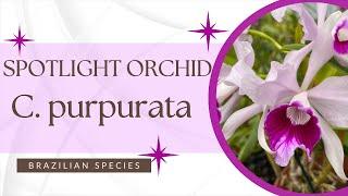 Cattleya purpurata Spotlight