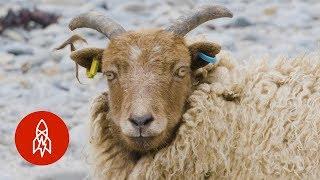 Why These Scottish Sheep Eat Seaweed