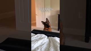 Up and at ‘em! ️ #germanshepherd #dog #alarm