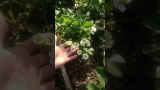 Клубника весной.Цветение земляники в нашем саду #Shorts​