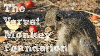 Volunteering at the Vervet Monkey Foundation- South Africa