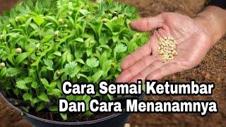 Cara Semai Biji Ketumbar Dan Menanamnya