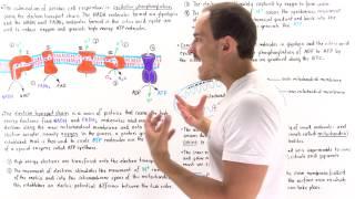 Introduction to Oxidative Phosphorylation