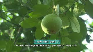 PHONG TRI BENH CHAY GOM TREN CAY AN QUA CO MUI