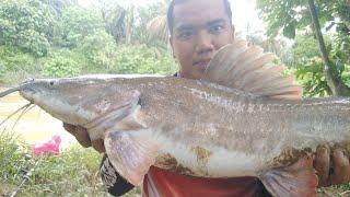 RIVER MONSTER |EKOR MERAH | KUCUR #AYIEZUZU