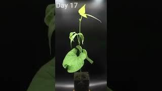 Time Lapse Growing Soya Bean (kedelai)