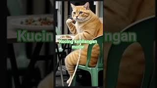 kucing lucu motor ny hilang lucu kali reaksi ny