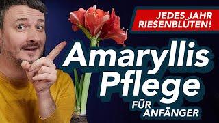 Amaryllis Pflege für Anfänger - Pflege nach der Blüte, Gießen, Standort, Ruhezeit