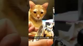 Funny Cats  ep 14 #shorts#FunnyCats #CatVideos #CuteCats #CatFails #FunnyPets #CatLovers #cats