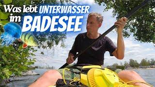 Auf der Suche nach Fischen & Süsswasser-Quallen im Badesee