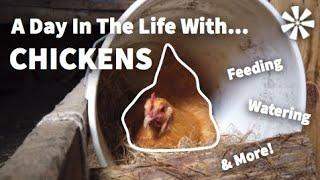 A Day in the Life with CHICKENS