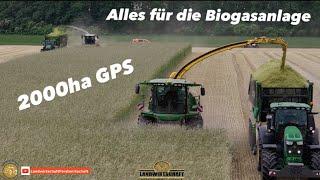 Alles für die Biogasanlage 2000ha Roggen häckseln Köhl Harvest in der Ganzpflanzensilage - GPS 2024