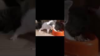 gatitos comiendo