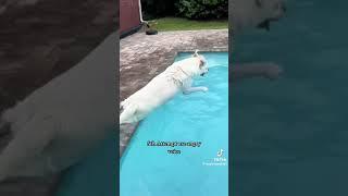 dogs jumping into pool