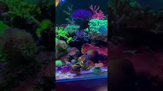 Feeding my baby  Let’s follow me ️ #reef #reefaddict #reeftank #reels #firstshortvideo #coral