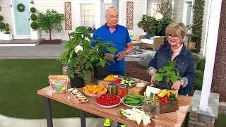 Girl Next Door 3-Piece Kitchen Mini's Veggies Live Plants on QVC