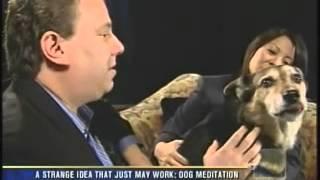 James Jacobson TV 8 SanDiego-CBS dog meditation