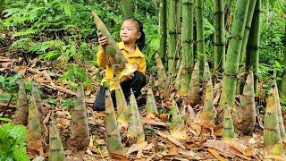 How to harvest and peel tiny bamboo shoots - boil and bring to market to sell | Thuyết Harvesting