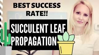 EASY and Best Success RATE method for PROPAGATING succulent LEAVES with MOODY BLOOMS