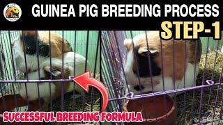 Guinea Pig Breeding Process step by step || Step- 1 Introduce Male with Female Guinea Pig.