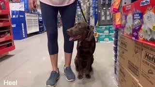 “Lily” 6mo Chocolate Lab | Daytona Beach Dog Trainers | Central Florida Dog Training