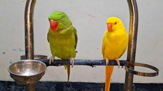 funny parrot videos on youtube