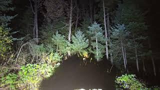 Walk In The Forest With Scary Noises